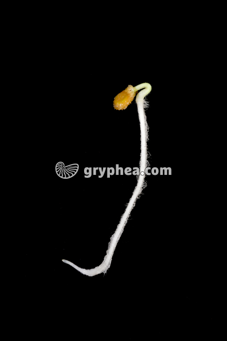 Germination d'une graine de tomate (taille = 20mm) - gryphea.org